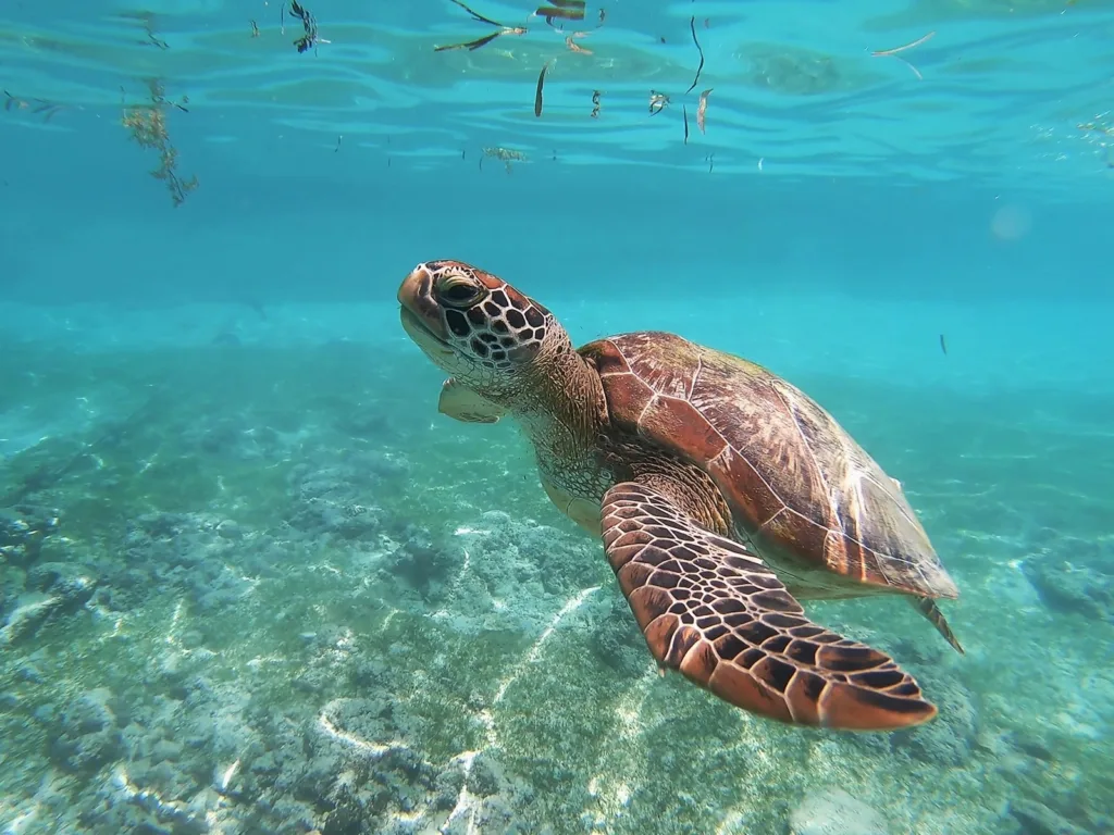 Una fotografia che cattura la bellezza e la maestosità delle tartarughe marine che abitano le acque cristalline di Santa Maria, Capo Verde.